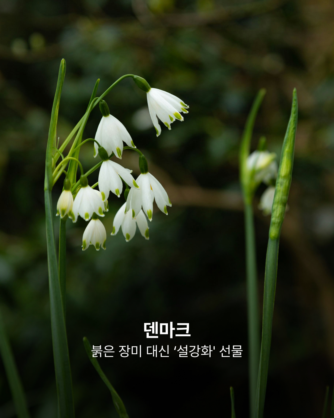 덴마크의 사랑 표현 방법