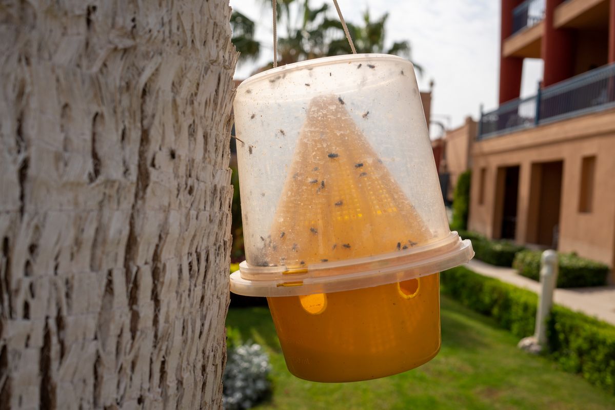 페트병으로 모기 덫 만들기