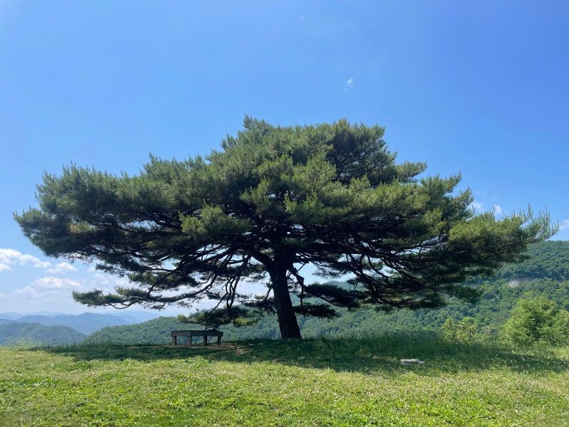 네이버 블로그 cooldongg