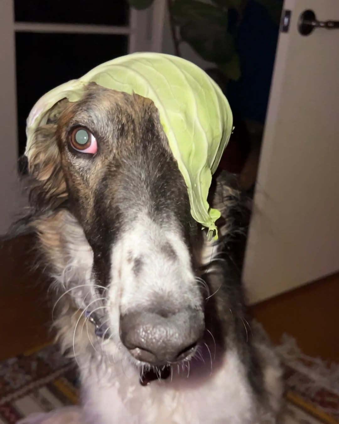 인스타그램 @esperborzoi