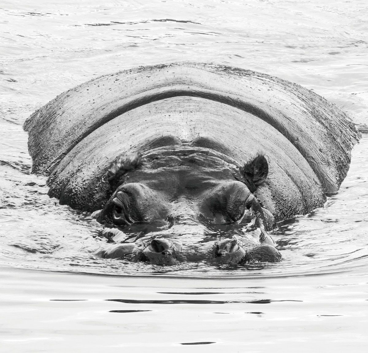 하마 한 마리가 옐도어가 탄 카누 아래에서 그녀를 공격했다.