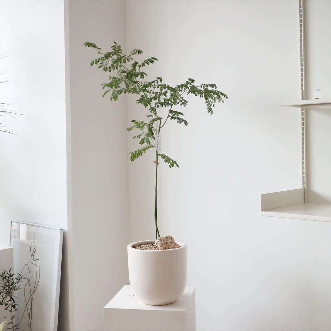 남다른 성장 속도와 파우더리한 향이 특징인 자귀나무 / 이미지 출처: @studio.zidam