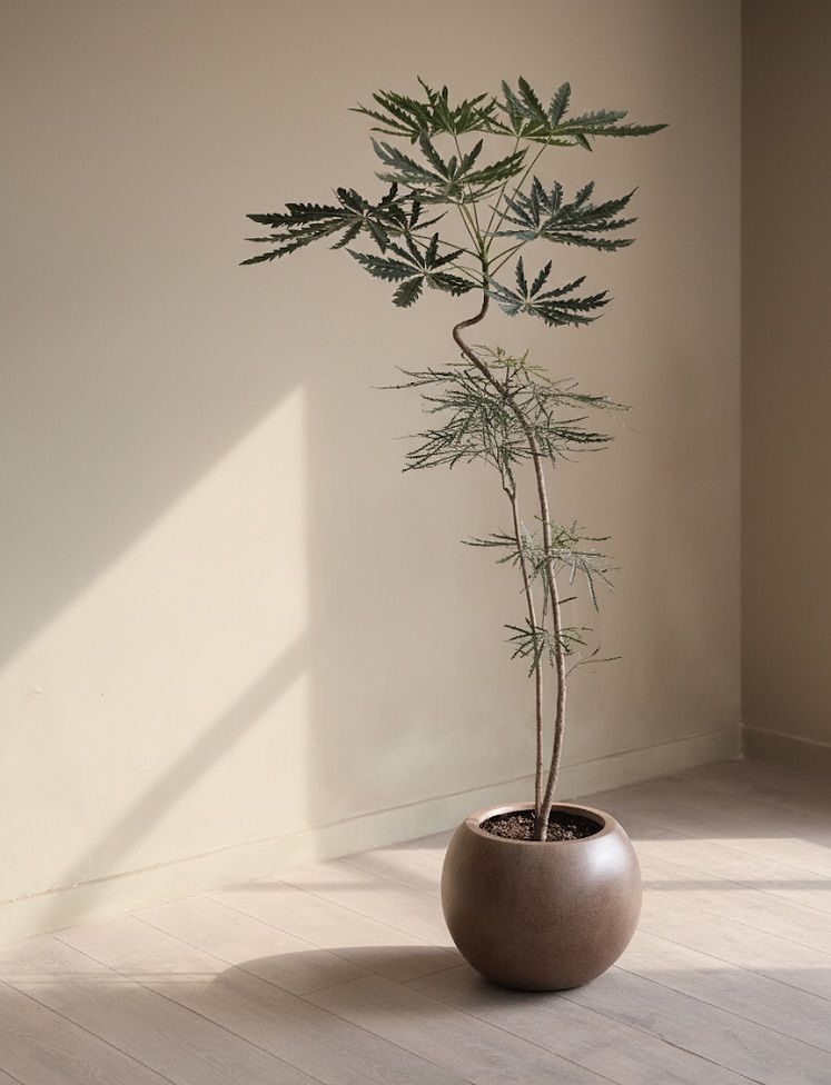 시간에 따라 잎이 점차 짙어지는 폴스 아랄리아 / 이미지 출처: @rootdecoration