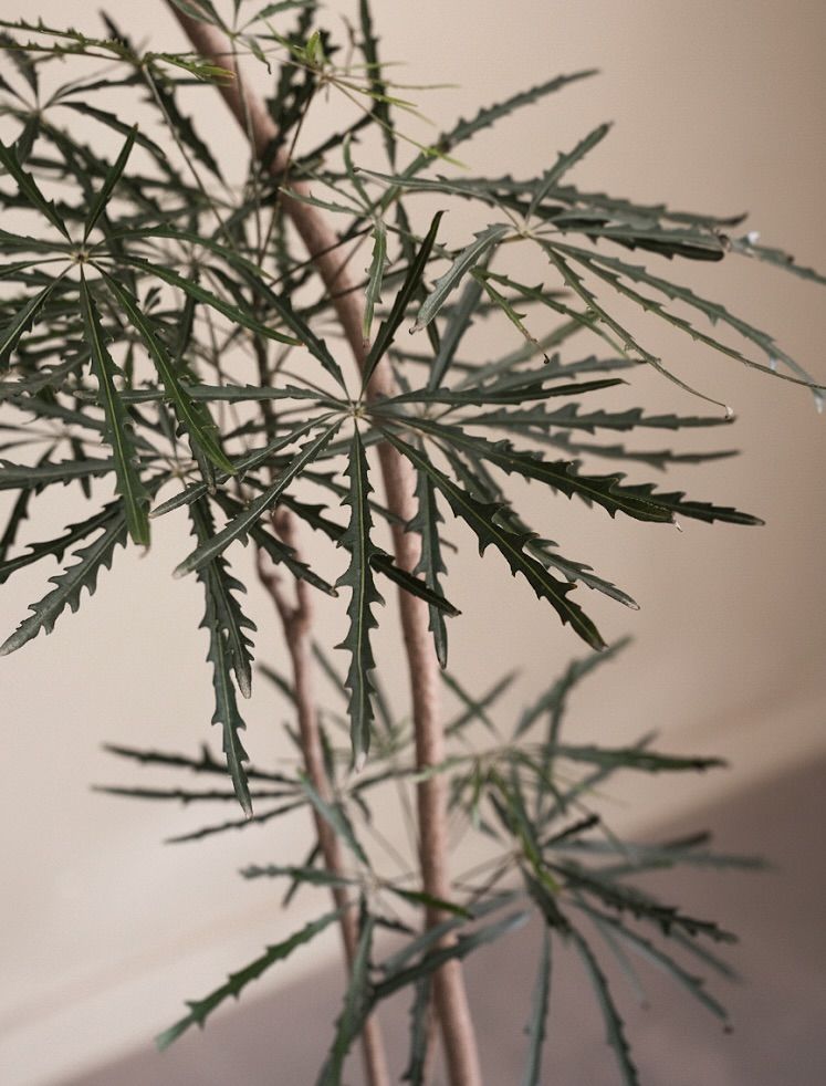 시간에 따라 잎이 점차 짙어지는 폴스 아랄리아 / 이미지 출처: @rootdecoration