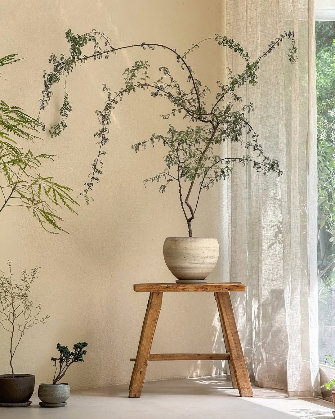 하늘거리는 실루엣이 돋보이는 기산초 / 이미지 출처: @leaf.llective