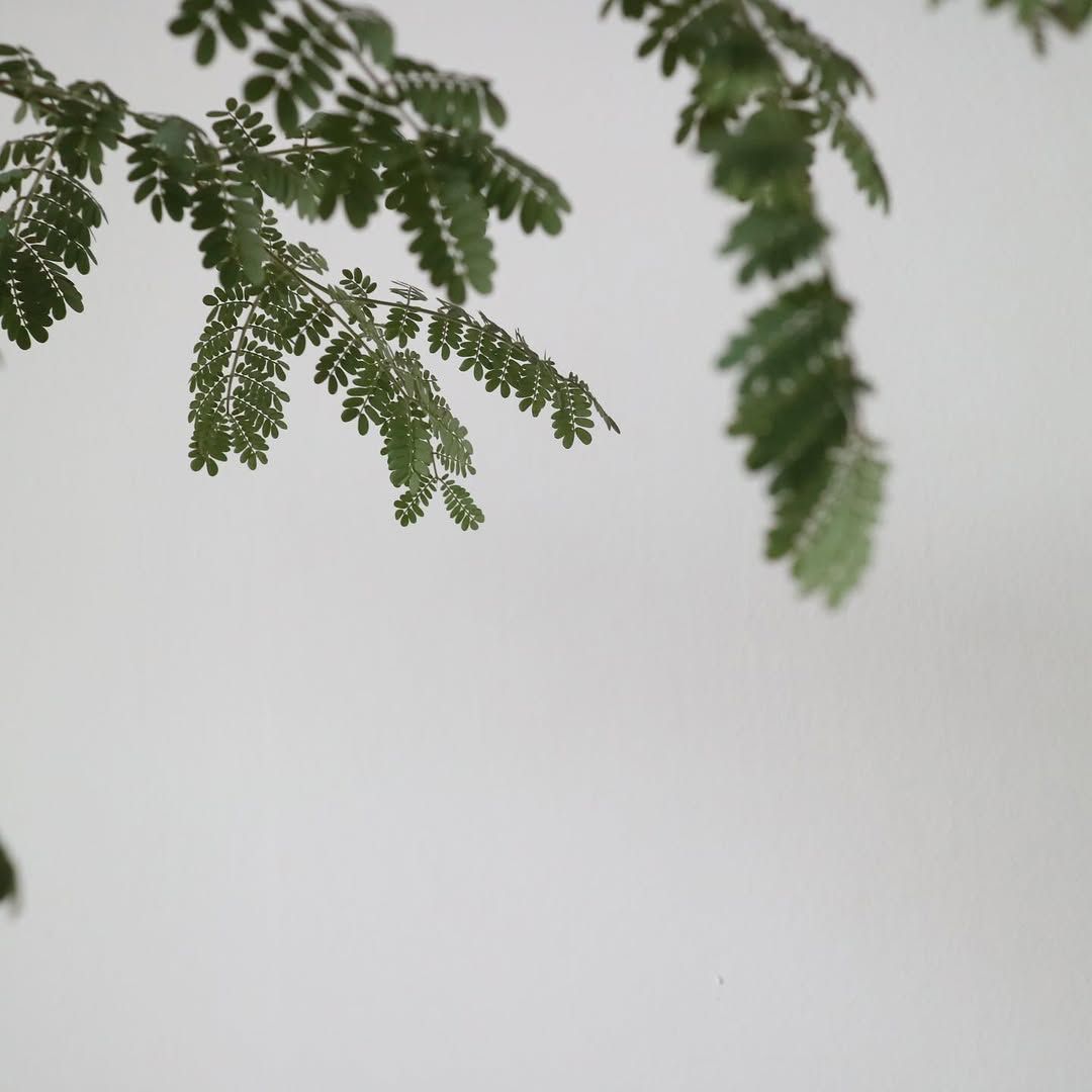 남다른 성장 속도와 파우더리한 향이 특징인 자귀나무 / 이미지 출처: @studio.zidam