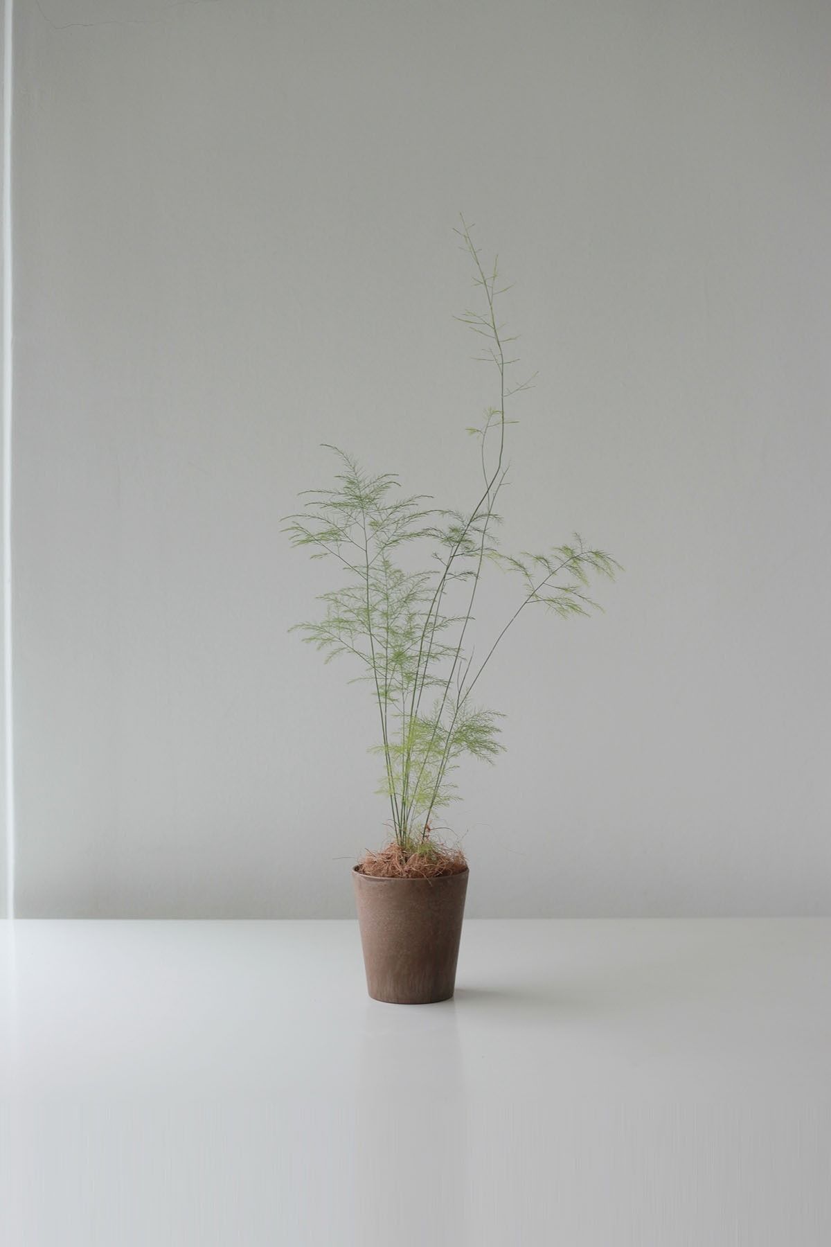 섬세한 잎과 다르게 단단한 뿌리를 가진 아스파라거스 비르카투스 / 이미지 출처: @1304studio