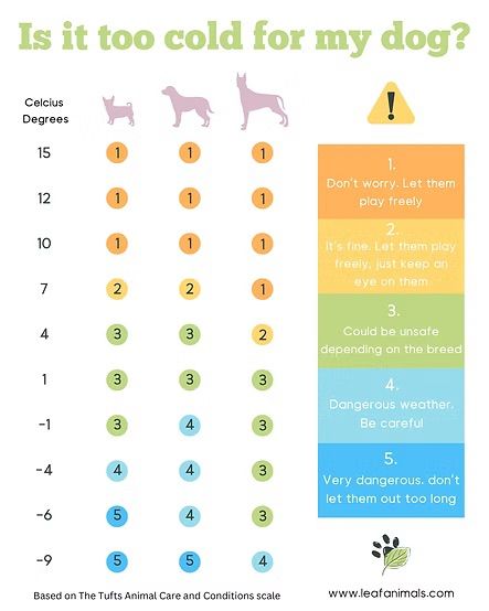 이 표를 기반으로 체급별, 기온별 산책 가이드를 확인할 수 있다.