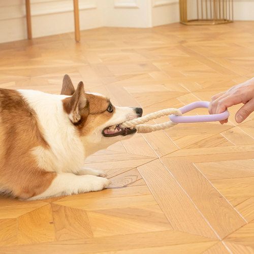 준비운동이 관절무리를 예방할 수 있다. 팻트리움의 '강아지 로프 삼각 터그놀이'