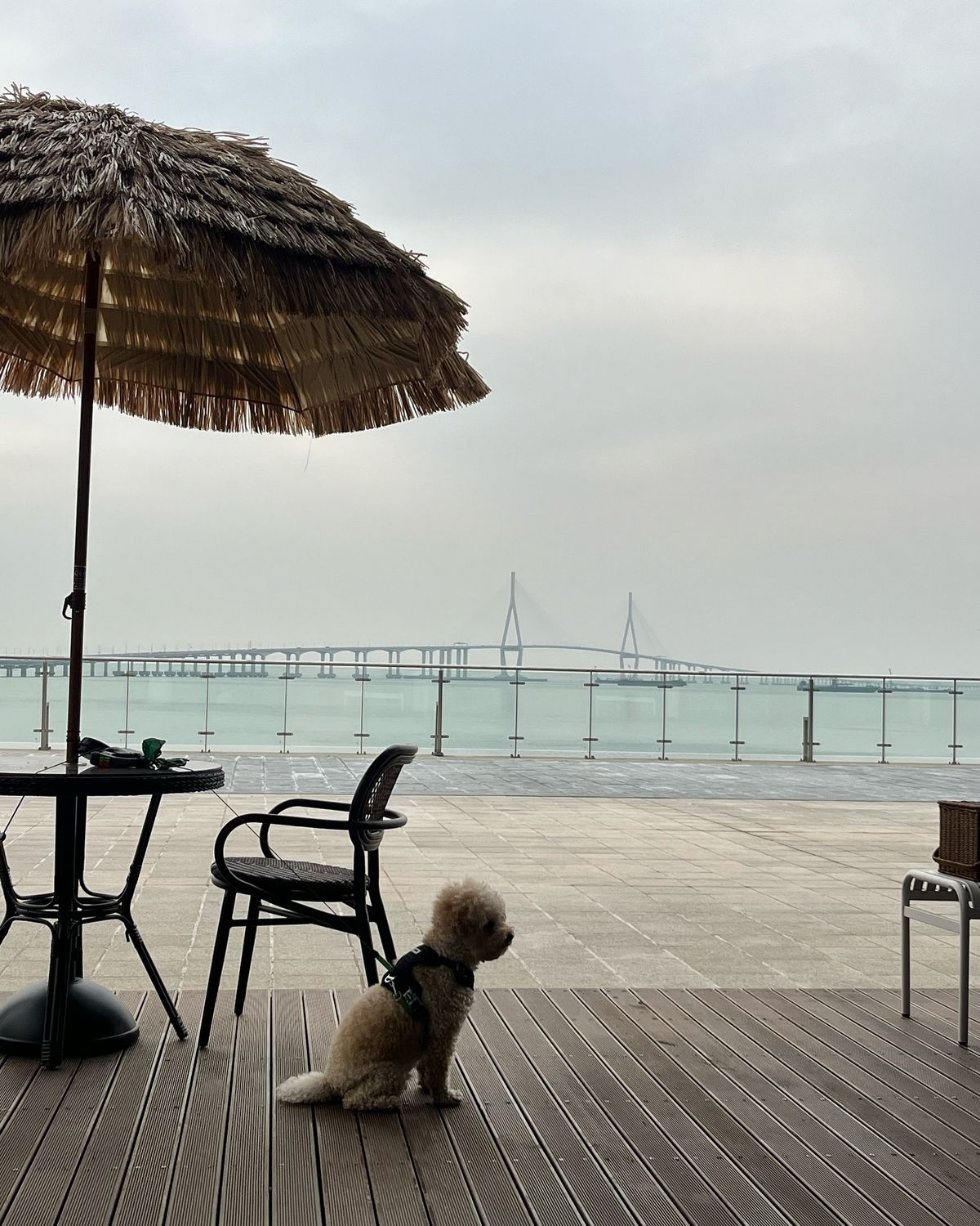 테라스 자리는 반려견 동반이 가능하다. / 이미지 출처 : 인스타그램 @longbeachcoffee_ 