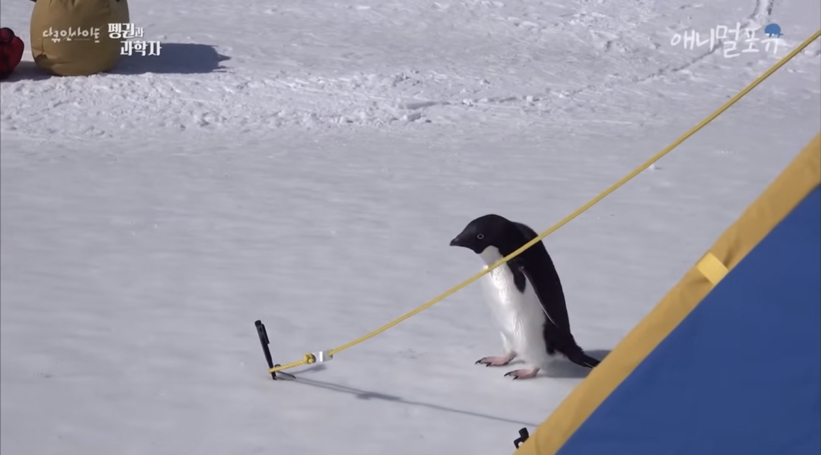 과학자들의 텐트 주변을 어슬렁거리며 호기심을 보인다. / 출처: 애니멀포유 공식 유튜브