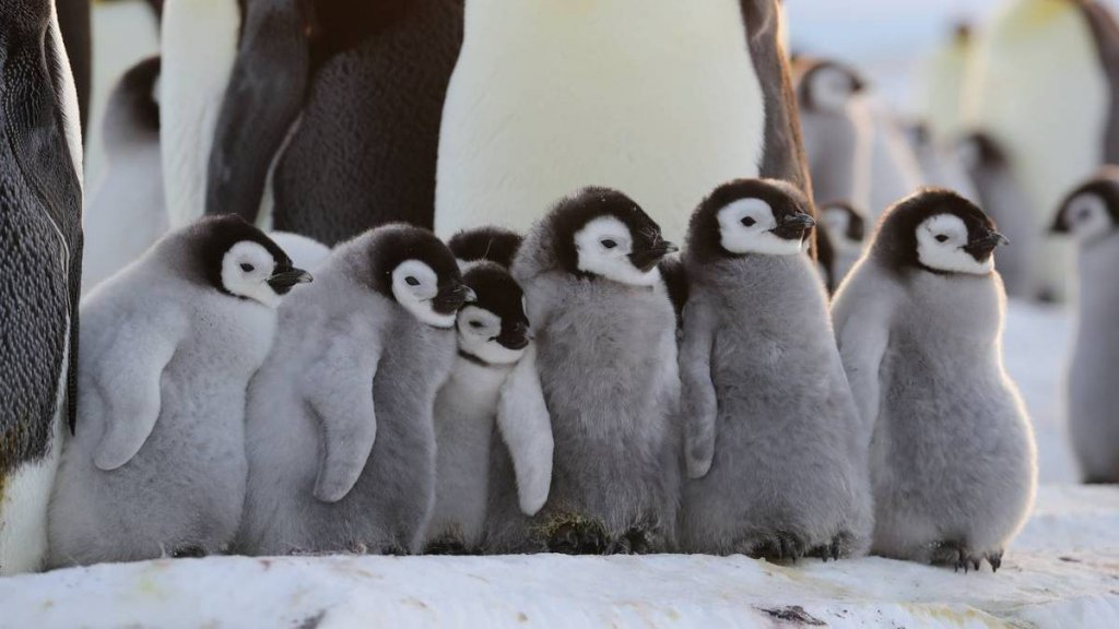 남극의 극한 추위에서 살아가는 황제 펭귄을 비롯해 사막, 열대지방 등 다양한 환경에서 저마다의 생존 방식을 찾아가는 펭귄 사회를 탐구한 다큐멘터리다. / 출처: 내셔널 지오그래픽