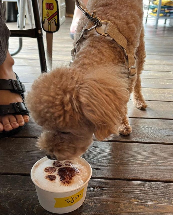 바이커뿐만 아니라 견주들의 핫플레이스이기도 한 백야드빌더 HQ. / 이미지출처: 네이버지도 업체 제공 메뉴 이미지