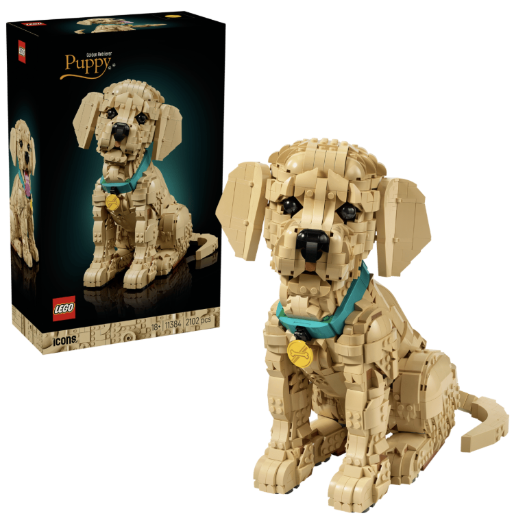 골든 리트리버 강아지