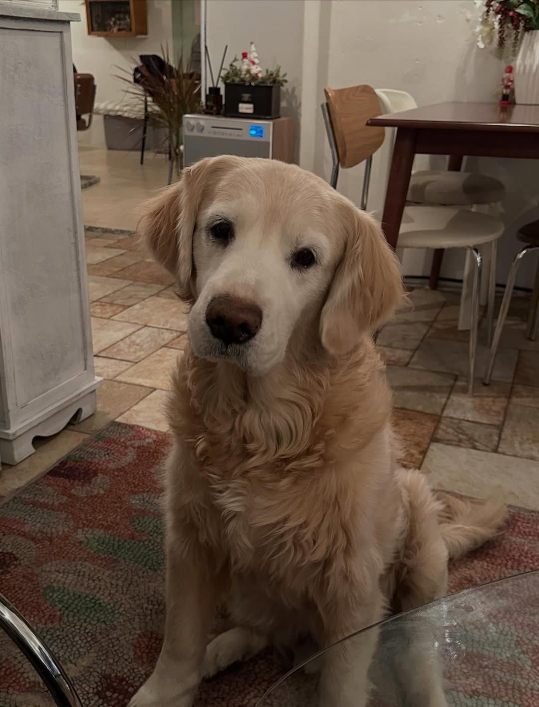 오는 이를 반기는 상주견 ‘하루’. / 출처: 치트키룸 인스타그램