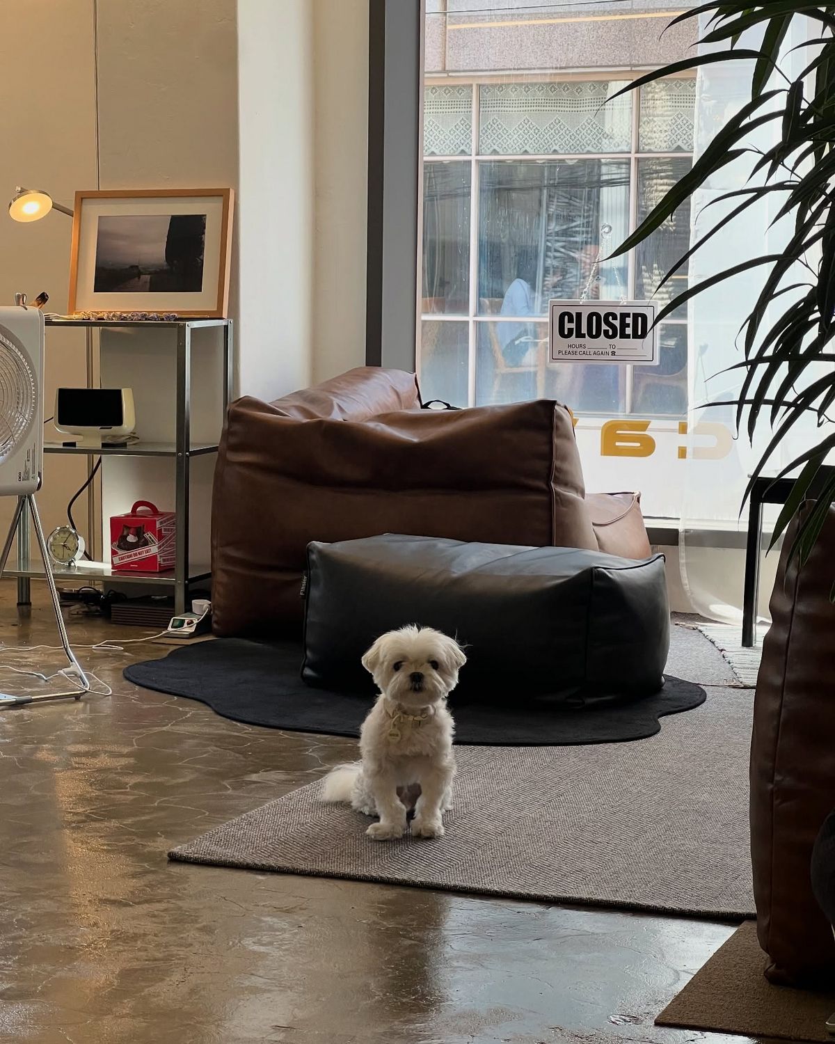 귀여움으로 손님들이 자꾸 발걸음을 하게 만드는 상주견 ‘브라보’. / 출처: 금수연남 인스타그램