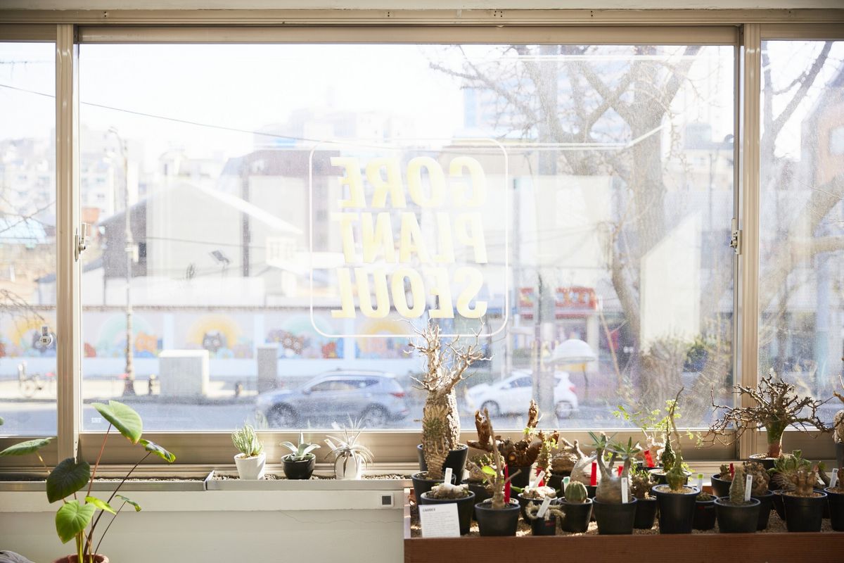 아프리카에서 온 기묘하고 아름다운 코덱스 전문 스토어다. / 이미지 출처: 고어 플랜트 서울 홈페이지