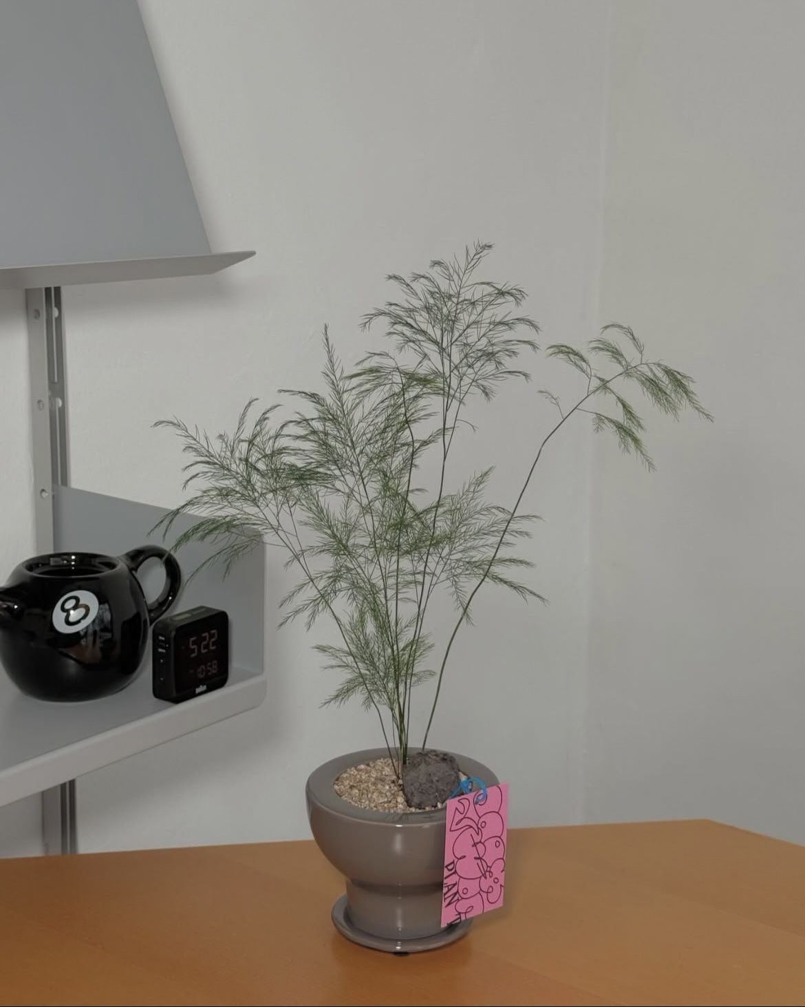 비단처럼 흐르는 수형이 공간을 한층 유연하게 만든다. / 출처: 두왑플랜트 인스타그램(@doowop_plant)