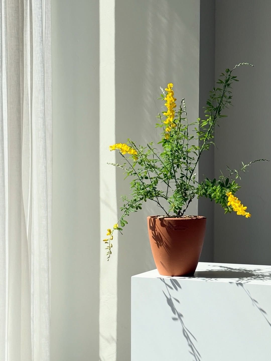 청량항 잎 향기를 가진 애나시다 / 이미지 출처: 인스타그램 @moment_of_plant