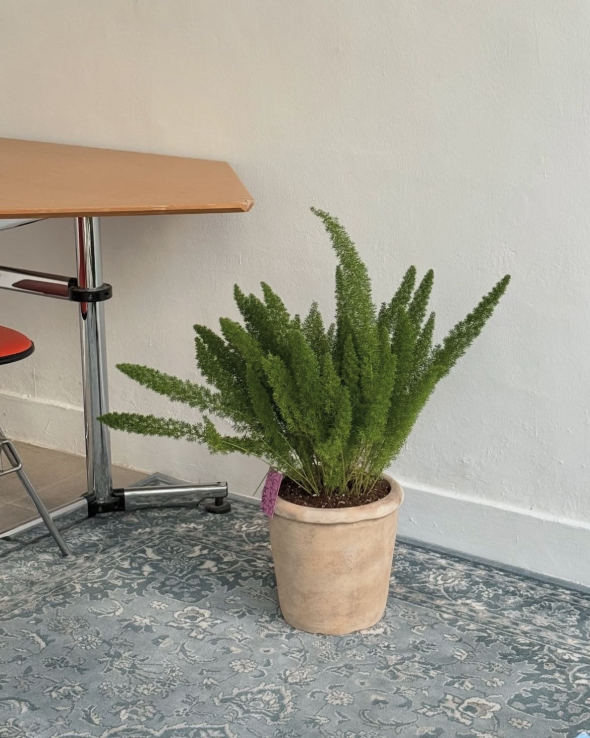 화분에서 여러 줄기가 자라나는 모습은 구미호를 연상시키기도 한다. / 출처: 두왑플랜트 인스타그램(@doowop_plant)