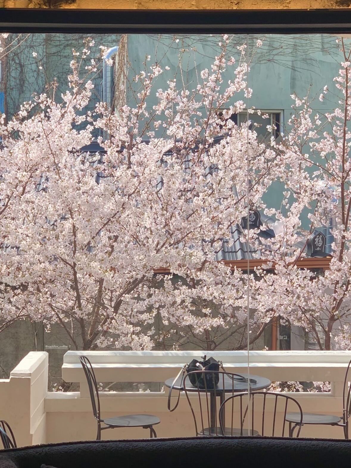 벚꽃 시즌에 포토 존 좌석을 잡으려면 오픈 런 필수. 이미지 출처 : 인스타그램 @saddles_coffee 