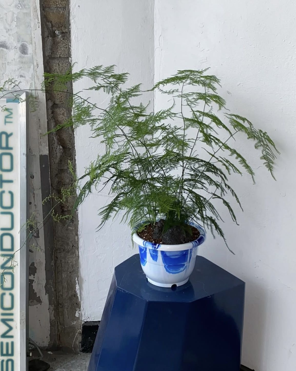 겨울철에는 분무기로 잎에 물을 분사하면 습도를 유지할 수 있다. / 출처: 두왑플랜트 인스타그램(@doowop_plant)