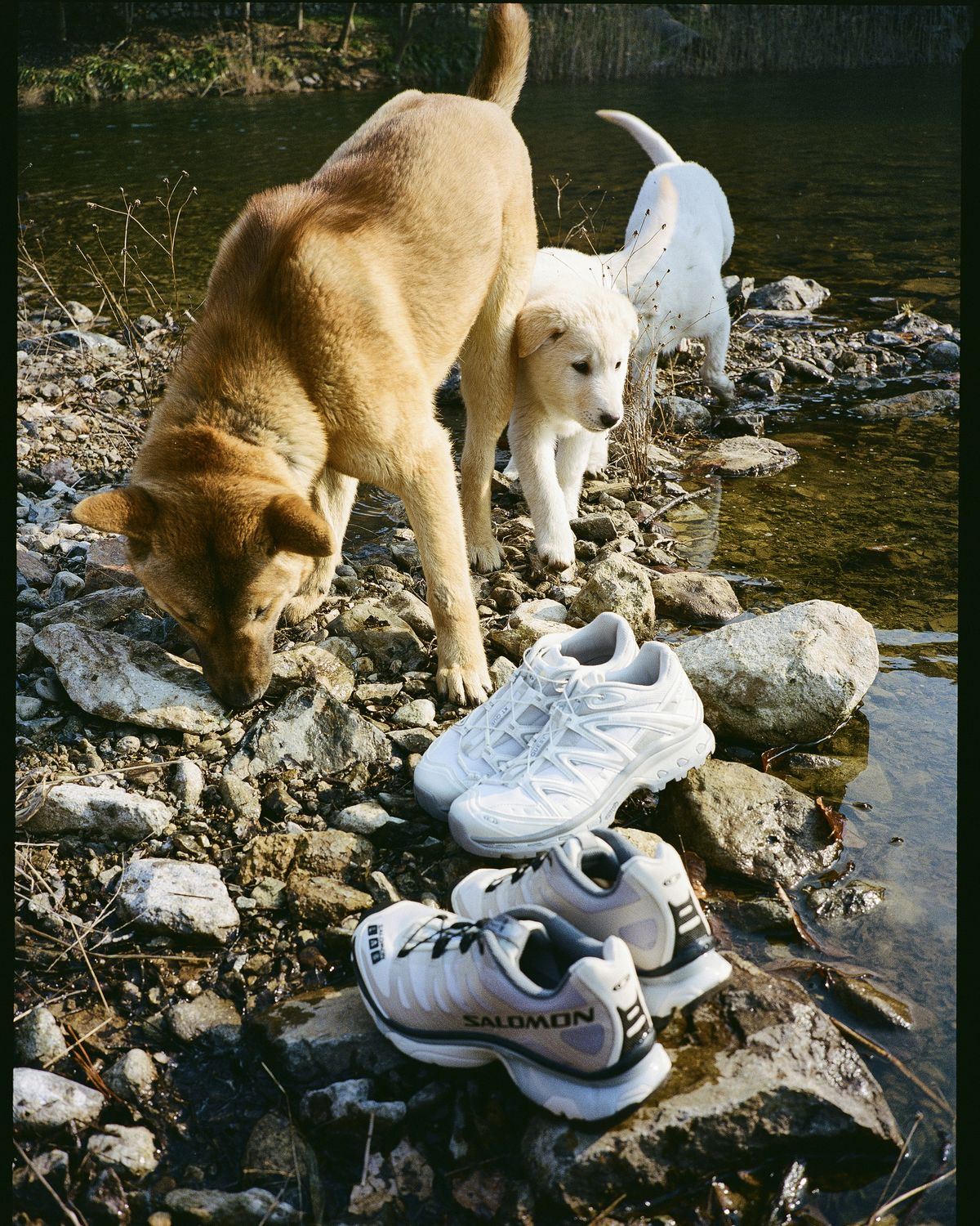 살로몬 진도 컬렉션 / 이미지 출처: 살로몬 