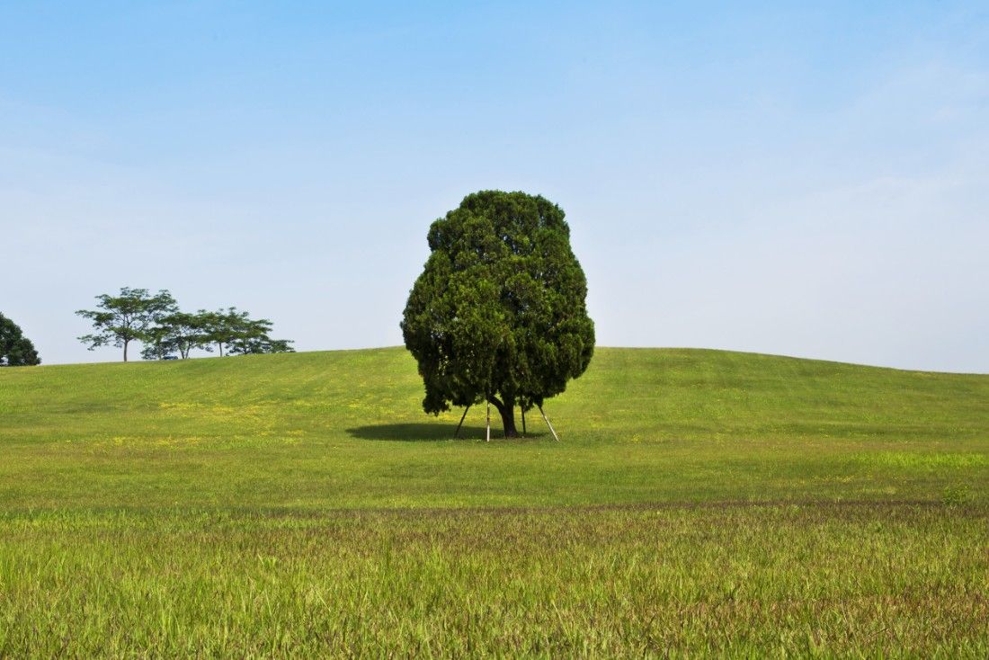 올림픽공원 나홀로나무 / 이미지 출처: 올림픽공원 공식 홈페이지