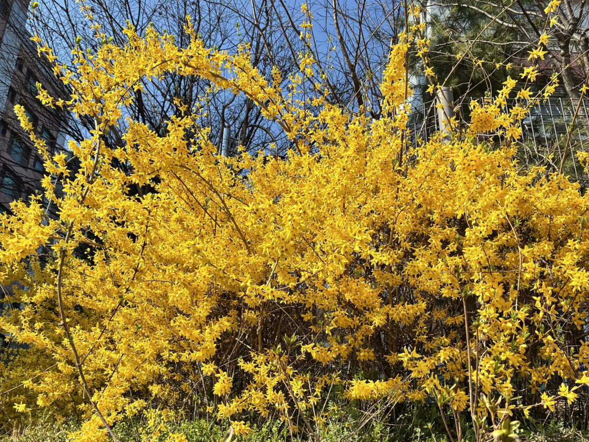 화단에 핀 개나리 / 이미지 출처: 필자 촬영