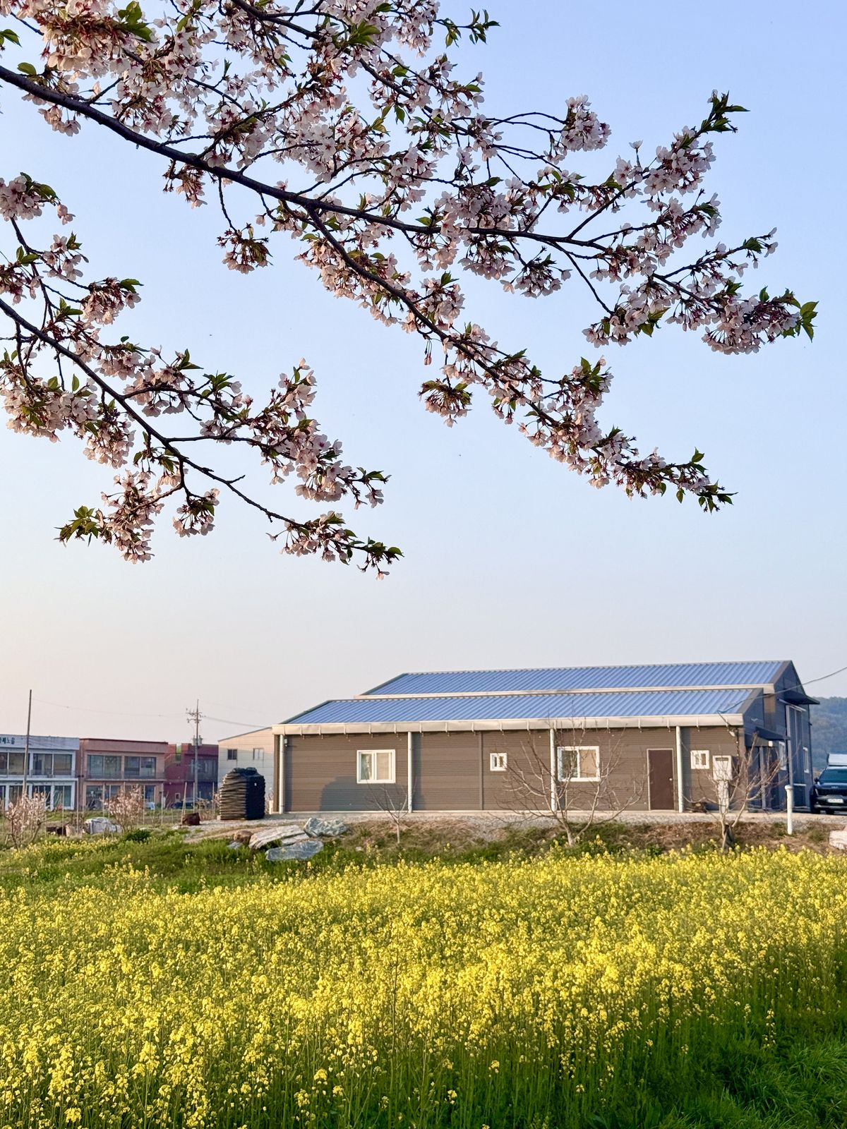 만개한 봄꽃 / 이미지 출처: 필자 촬영