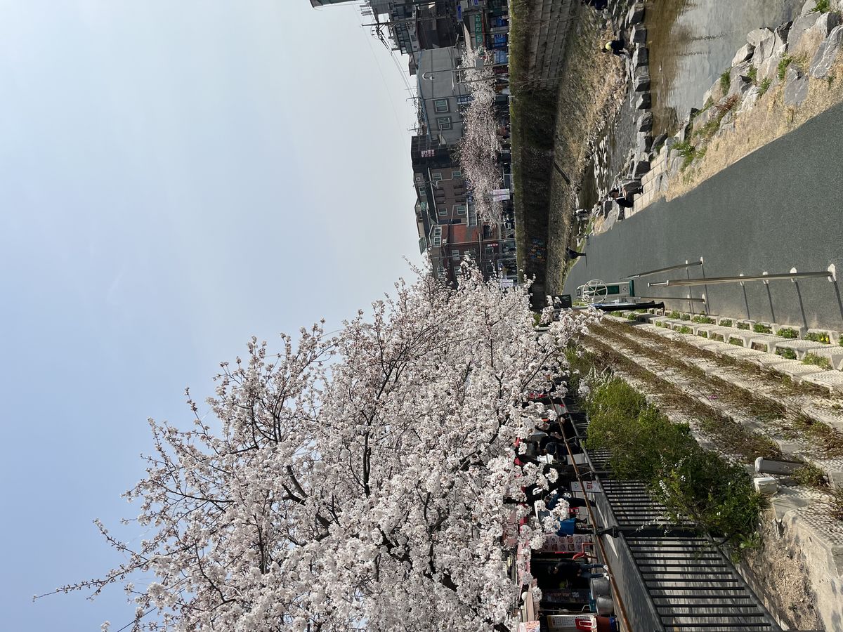 성북천을 산책하면 볼 수 있는 벚꽃길 풍경 / 이미지 출처: 필자촬영