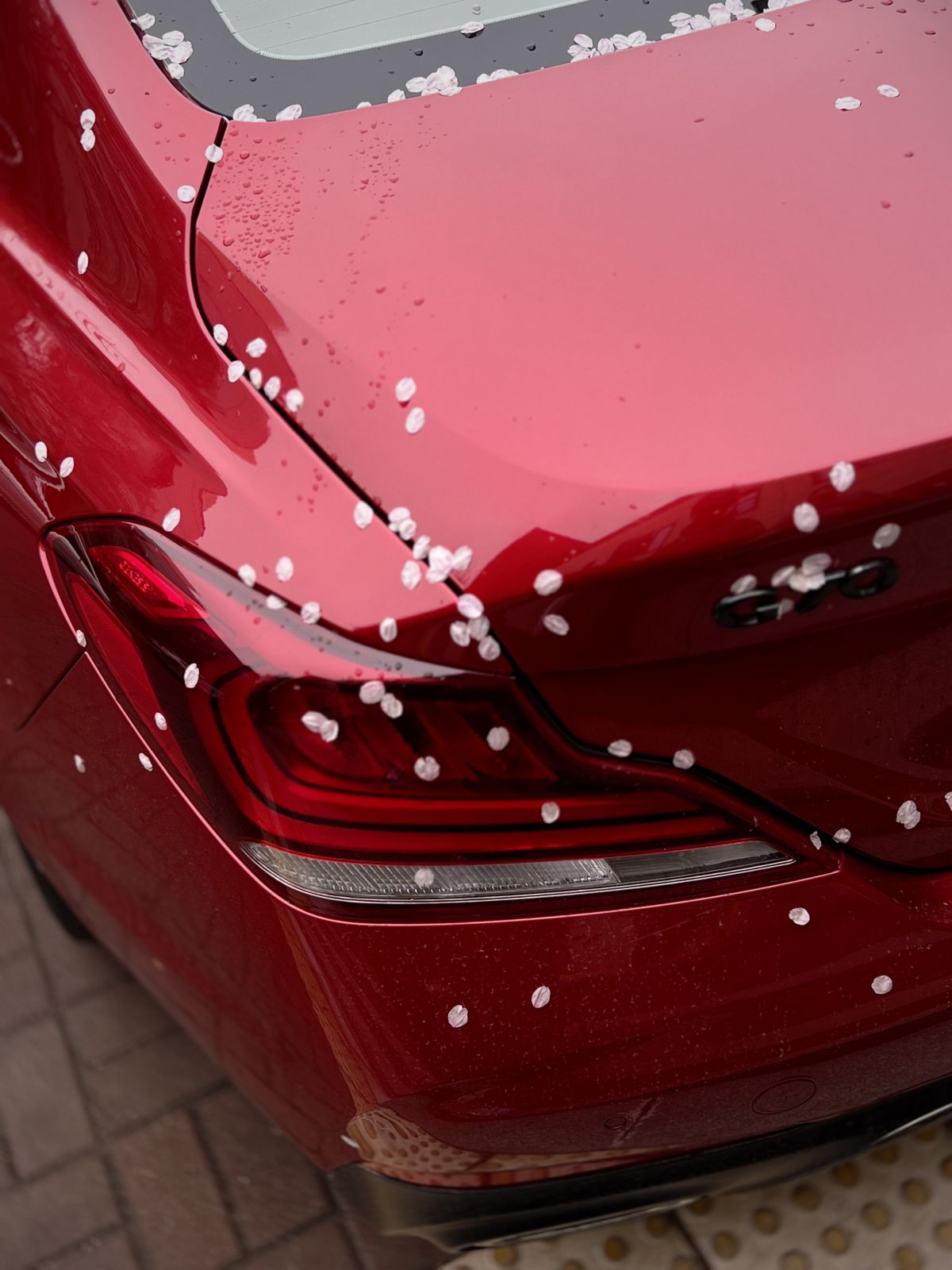 자동차 위로 벚꽃잎이 묻은 듯한 재미있는 봄의 모습 / 이미지 출처: 필자 촬영