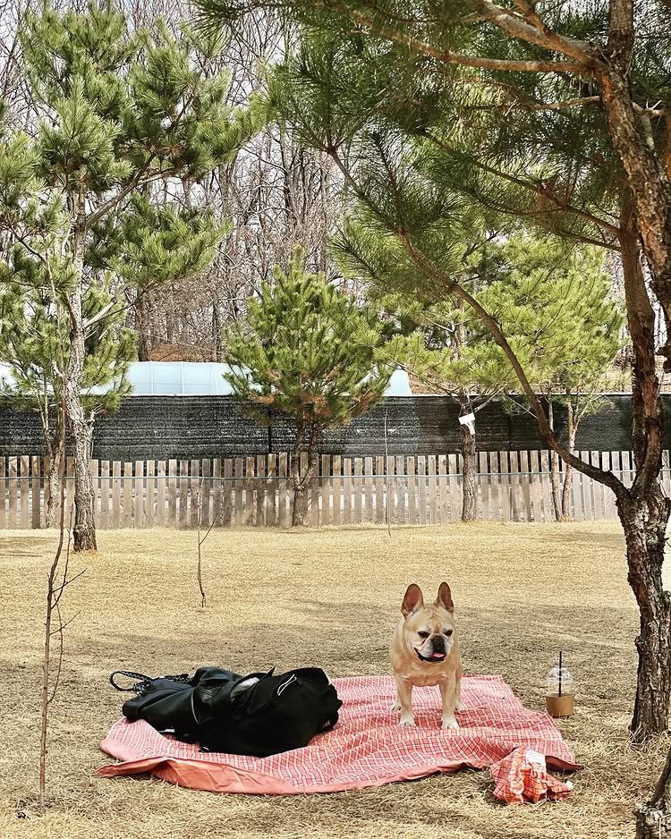반려견을 위한 대형 테마파크라 불릴 정도로 실내외 다양한 시설이 마련되었다. / 이미지 출처: 인스타그램 @peter_pets_ 