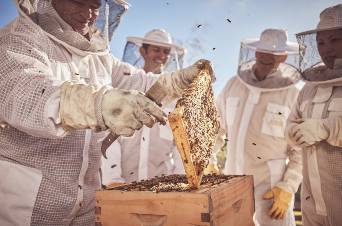 양봉장을 둘러보며 꿀을 직접 수확하는 호주 보랄 허니 팜 / 이미지 출처: Bowral Honey Farm