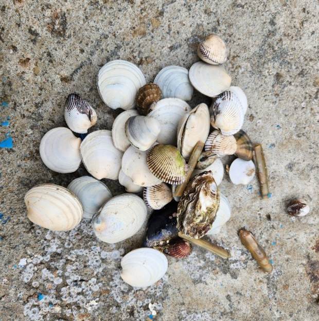 영흥도 어울림캠핑장(@어울림)