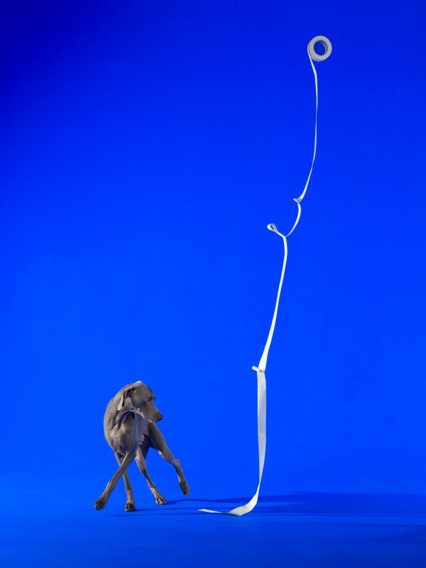 Cursive Display_2013 ⓒ William Wegman / (주)이엔에이파트너스 제공