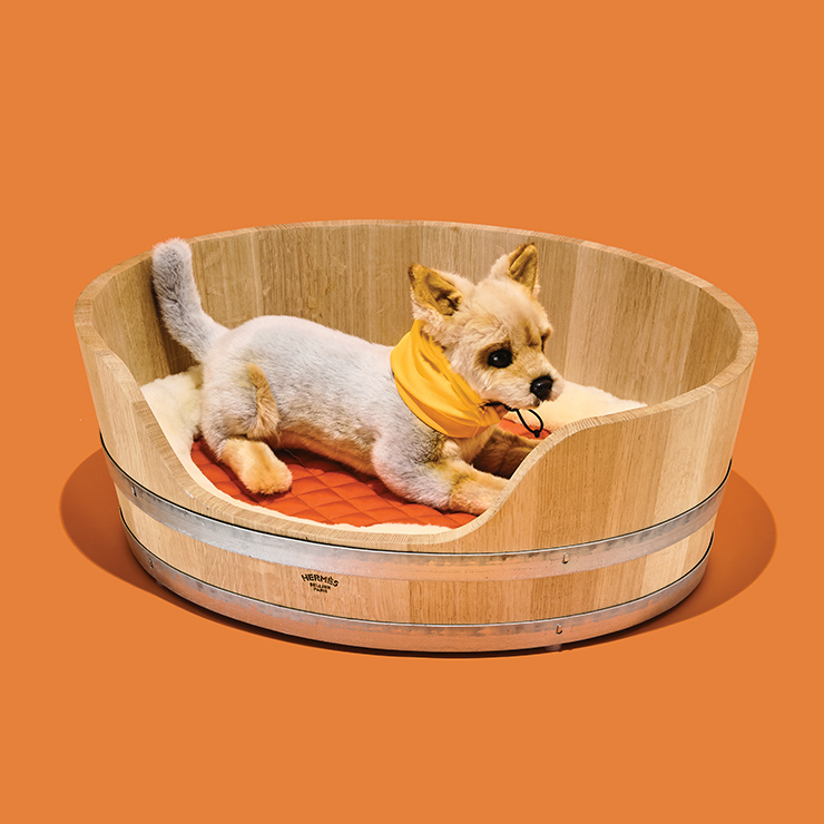 오크 & 시프스킨 펫 하우스 가격 미정 에르메스. 요크셔테리어 인형 9만원 마이온리독.