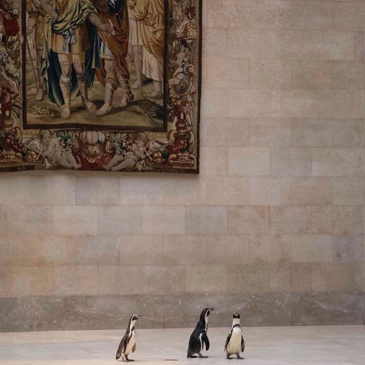 넬슨 앳킨스 미술관 펭귄