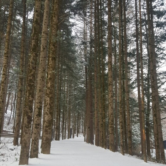 @오대산 전나무숲 쉼터 밀브릿지