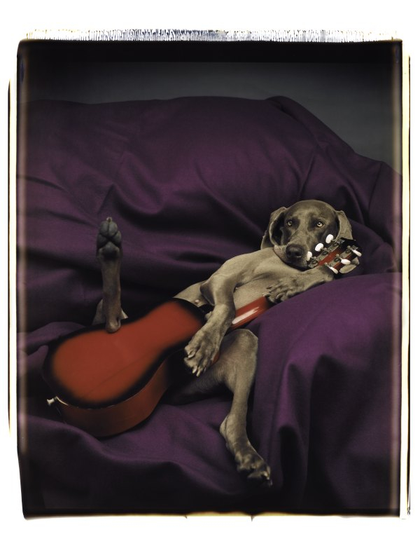 05977_Slow Guitar_1987 ⓒ William Wegman / (주)이엔에이파트너스 제공