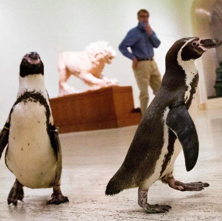 넬슨 앳킨스 미술관 펭귄