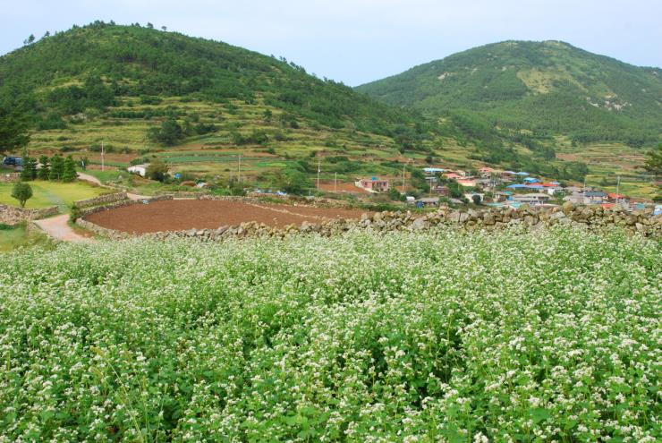 청산도 당리마을