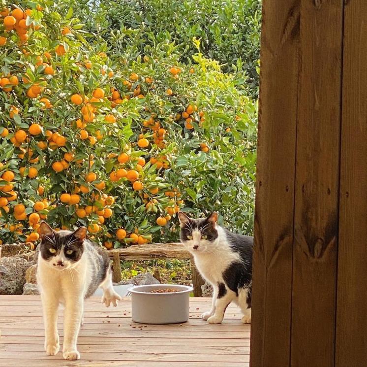 그리니제주 @greeny_jeju