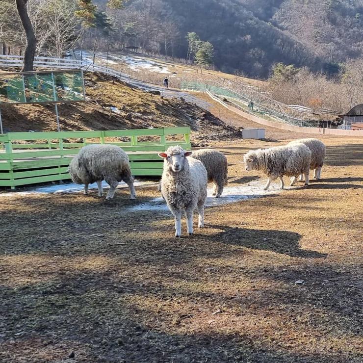 해피초원목장 @mosdch