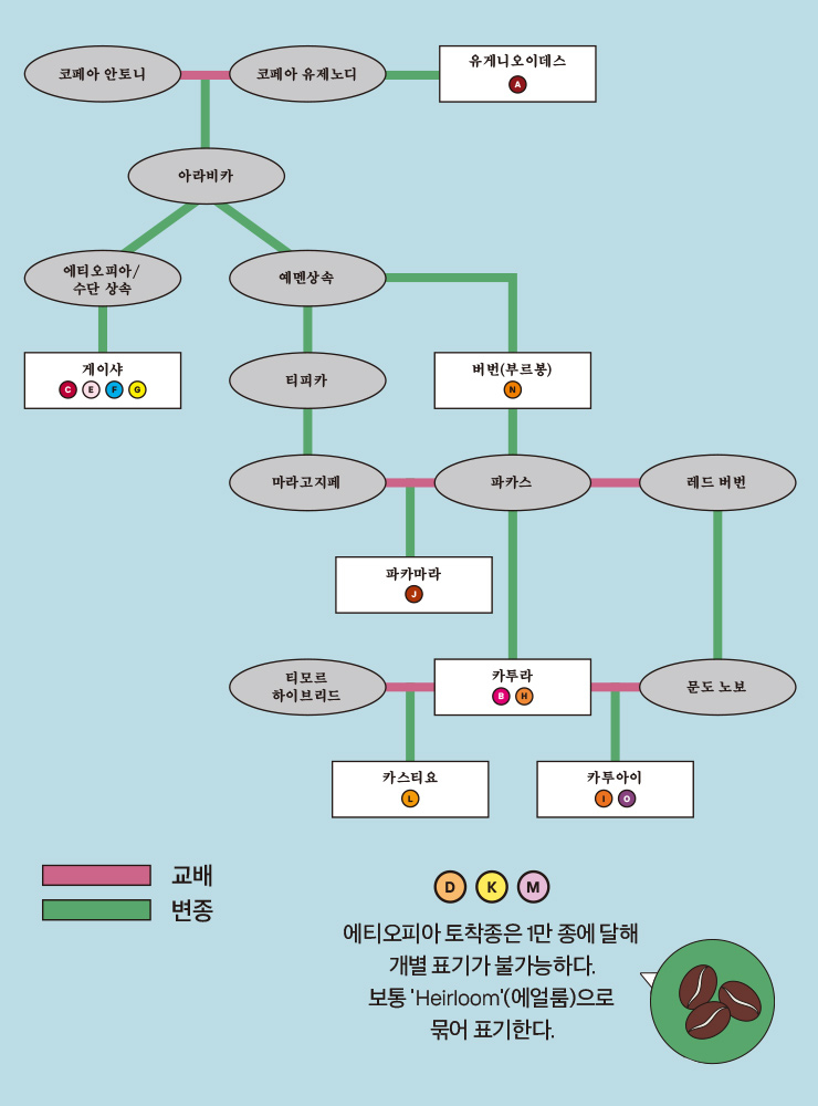 아라비카는 전 세계 커피 생산량의 60~70%를 차지하며 아라비카 중에는 티피카와 버번 계열이 대표적인 고유 품종이다.