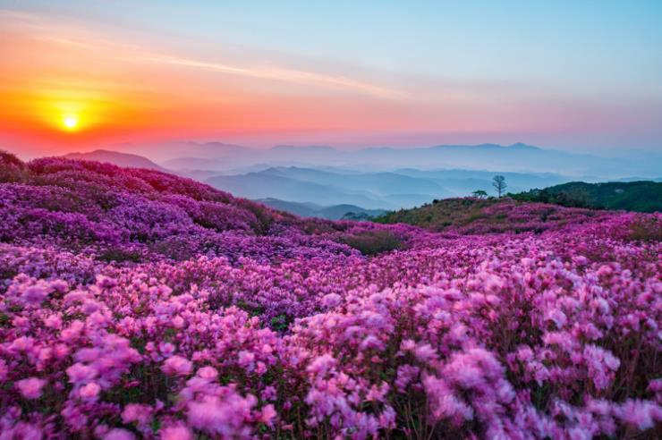 ⓒ황매산 군립공원 공식사이트