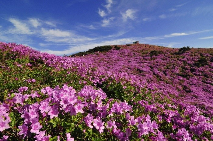 ⓒ황매산 군립공원 공식사이트