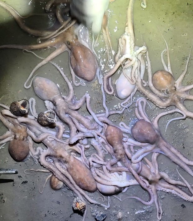 곰섬캠핑장(@태안 곰섬)