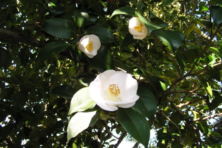 보길도, 백동백꽃