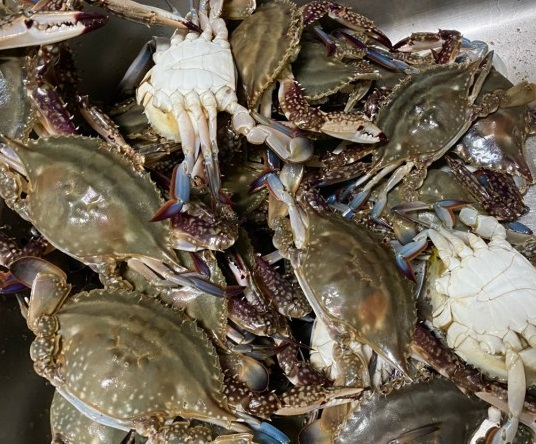 몽산포 오토캠핑장(@몽산포 오토캠핑장)